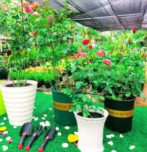 Chậu Monrovia và các loại chậu trồng cây hoa hồng chuyên dụng