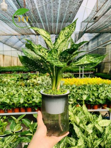 Cách Trồng Cây Ngọc Ngân Thủy Sinh Đúng Kỹ Thuật Và Chăm Sóc Bền Vững