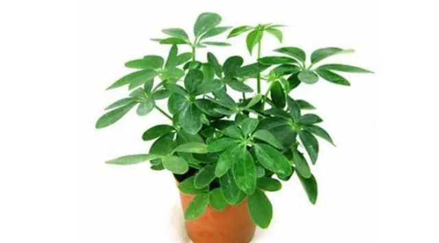 Chậu ngũ gia bì tươi tốt, có khả năng hút mùi và xua muỗi, là một trong 7 loại cây nên trồng trong nhà