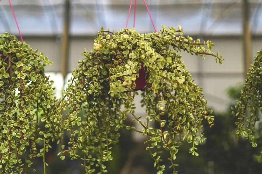 Chậu sen đá đô la cảnh quan nhỏ không độc hại an toàn cho trẻ em