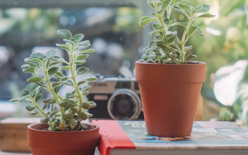 Chậu sen thơm mini trang trí bàn làm việc, công dụng thanh lọc không khí và xua đuổi côn trùng