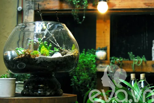 Chậu Terrarium hở với thảm rêu xanh tươi cần phun sương hàng ngày để giữ ẩm