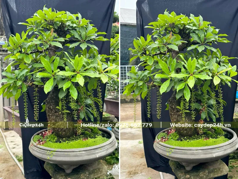 Chậu tròn, chiều cao chỉ khoảng 15cm