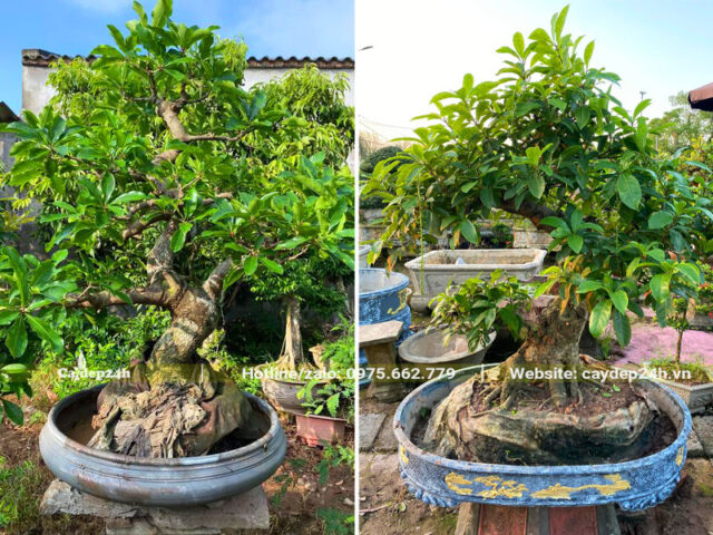 Cách Trồng Cây Lộc Vừng Con Đạt Chuẩn Bonsai Ba Miền
