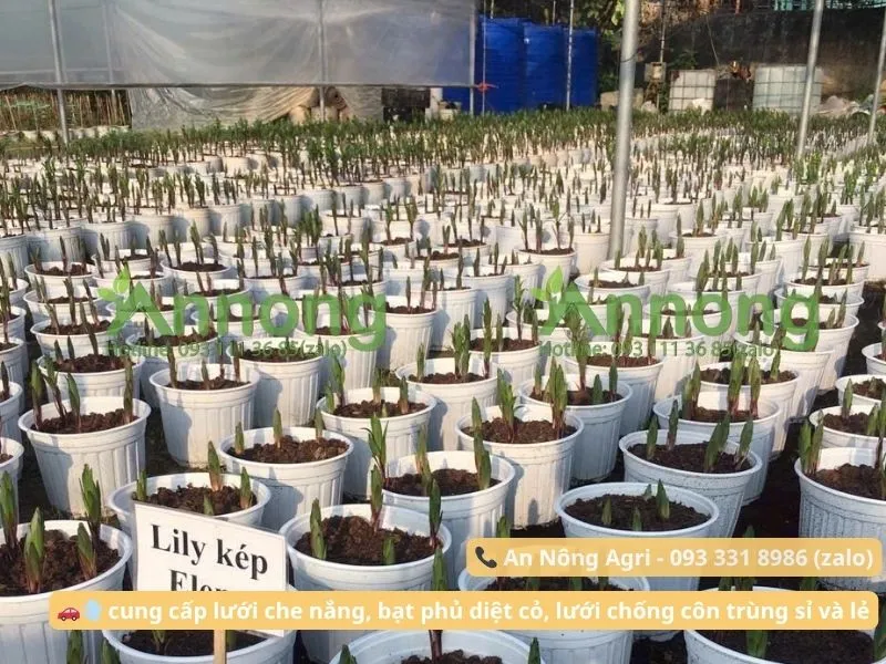 Chậu trồng củ hoa ly với kích thước và lỗ thoát nước tiêu chuẩn, đảm bảo kỹ thuật trồng hoa lily đúng