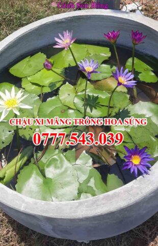 Cách Trồng Hoa Sen Trong Chậu Cảnh: Hướng Dẫn Chi Tiết Để Sen Nở Hoa Rực Rỡ