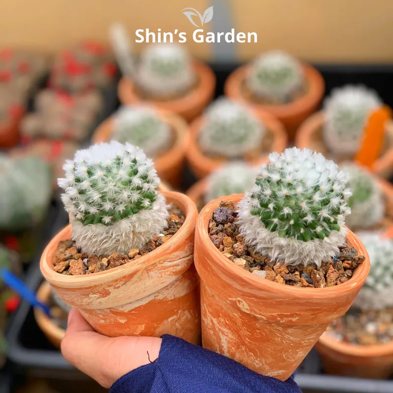 Chậu xương rồng mini Mamillaria được trồng trong chậu đất nung