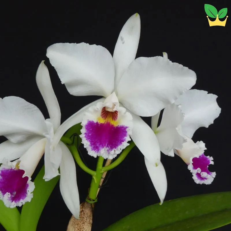 Chế độ bón phân và chăm sóc định kỳ là chìa khóa để kích thích lan ra hoa