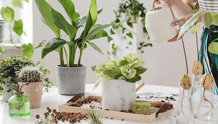 Chế độ nước cung cấp vừa đủ, không gây úng rễ cho cây Đại Phú Gia