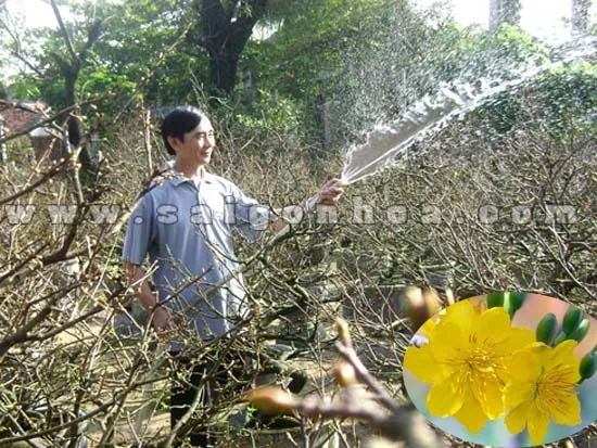 Chế độ tưới nước phù hợp để cây mai phát triển khỏe mạnh