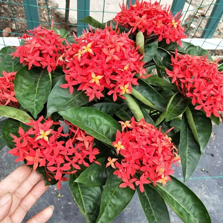 Chế độ tưới nước phù hợp là bí quyết trong cách chăm sóc cây hoa mẫu đơn, giúp cây phát triển ổn định