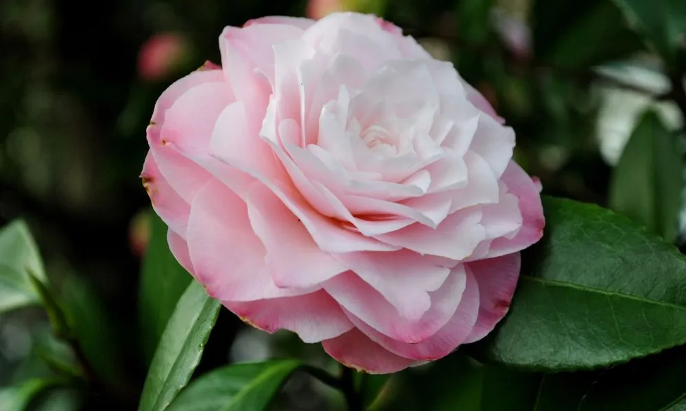 Chế độ tưới nước và chăm sóc hoa trà my đúng kỹ thuật