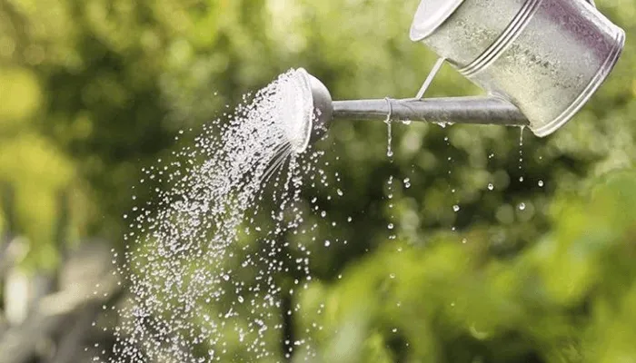 Chế độ tưới nước và độ ẩm cần thiết cho cây Vạn Niên Thanh leo cột