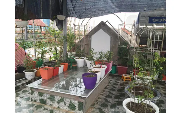 che lưới đen giảm nắng nóng trực tiếp khi chăm sóc cây hoa hồng mùa hè