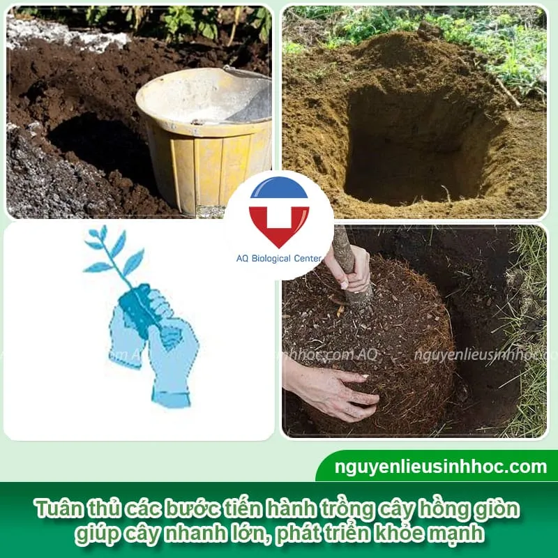 Chi tiết các bước thực hiện kỹ thuật trồng cây hồng giòn đúng phương pháp giúp cây mau lớn và sinh trưởng tốt.