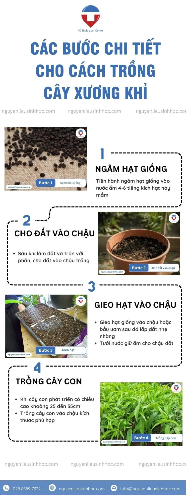 Chi tiết các bước từ gieo hạt đến khi cây xương khỉ nảy mầm và phát triển
