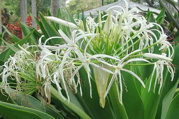 Chi tiết củ cây Đại Tướng Quân và lá cây, nơi chứa các hoạt chất dược lý quan trọng