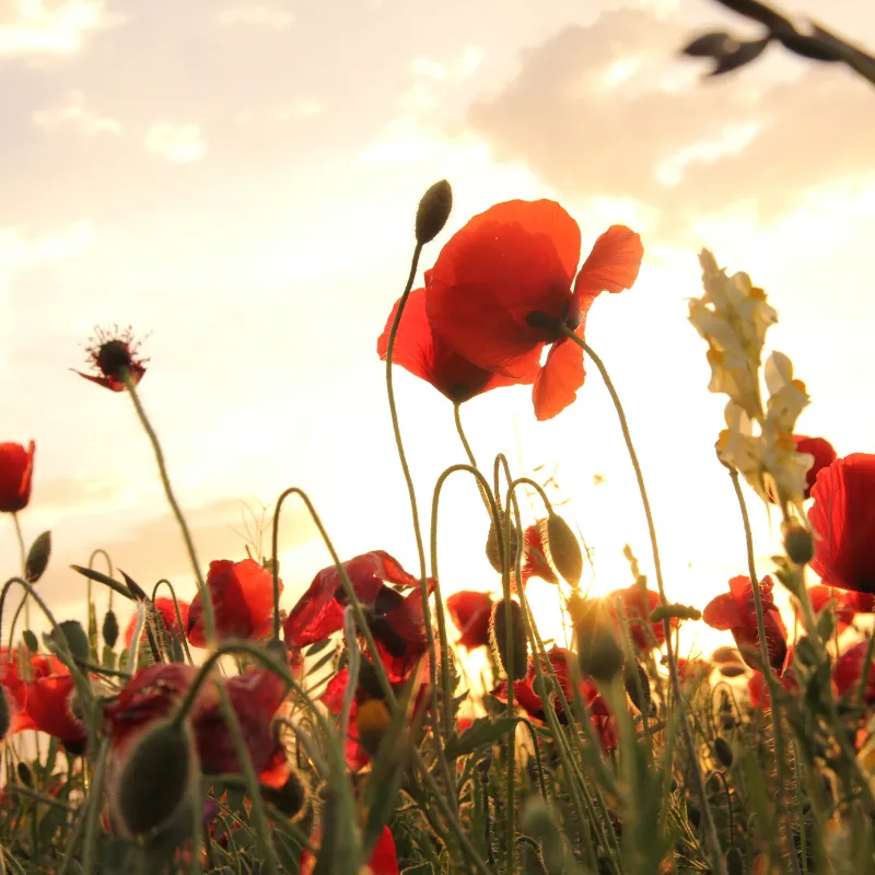 Chi tiết hoa anh túc Papaver somniferum màu hồng tím rực rỡ, minh họa cách trồng cây anh túc cần ánh sáng đầy đủ