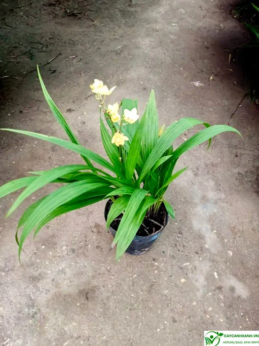 Chi tiết hoa lan chu đinh màu vàng, cần có cách chăm sóc cây chu đinh lan phù hợp để duy trì màu sắc