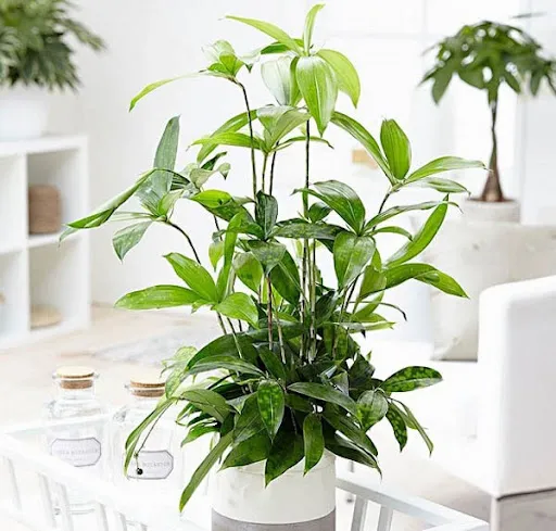 Chi tiết hoa trúc nhật nở bung, mang lại ý nghĩa tài lộc thịnh vượng cho gia chủ