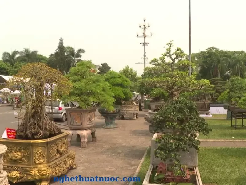 Chi tiết thân và rễ của cây duối bonsai