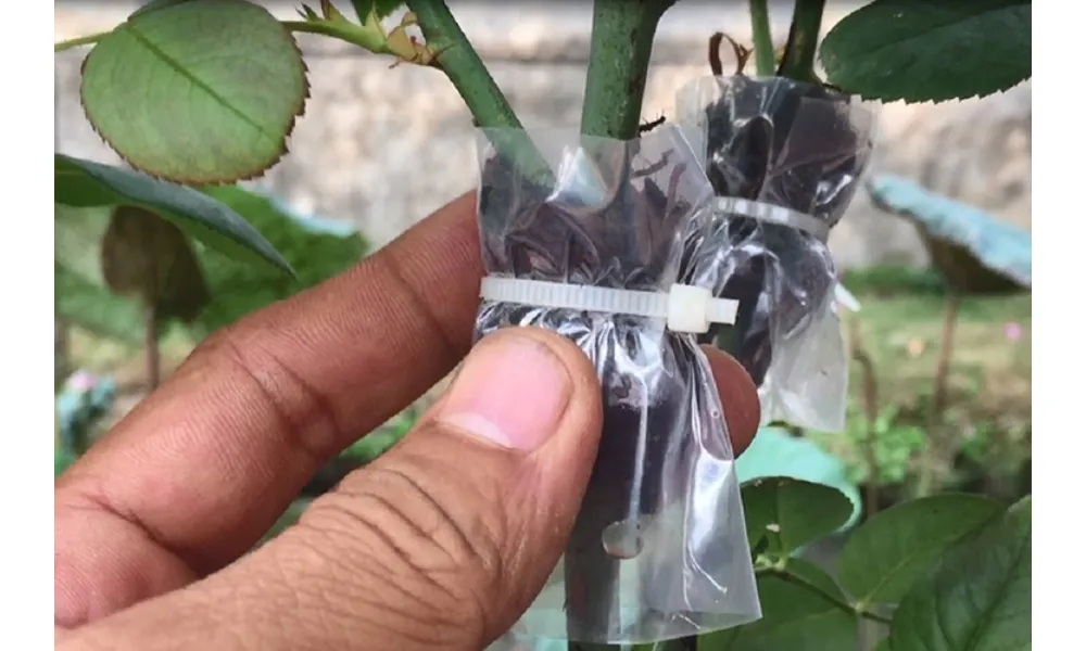 Chiết cành là một cách nhân giống hoa hồng leo Pháp phổ biến