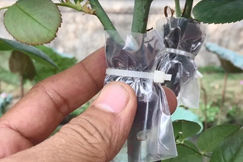 Chiết cành là phương pháp nhân giống hoa hồng Sapa hiệu quả nhất