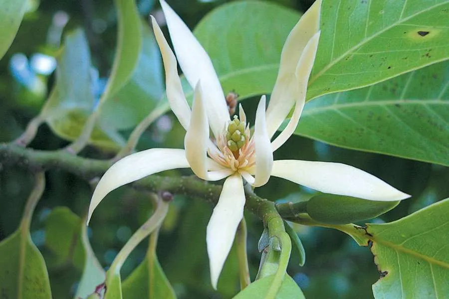 Chiết cành và gieo hạt là hai phương pháp nhân giống cây hoa Ngọc Lan được nhiều người áp dụng nhất hiện nay