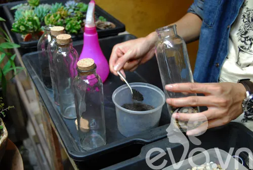 Cho đất dinh dưỡng đã trộn vào bình, tạo độ dốc nghệ thuật cho Terrarium của bạn