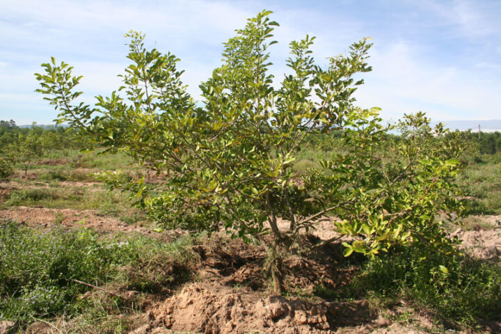 Cách Chăm Sóc Cây Chôm Chôm Toàn Diện Từ Trồng Đến Thu Hoạch