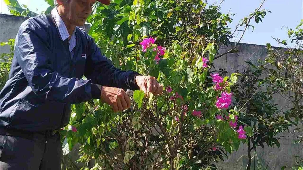 Chọn cành chiết để nhân giống hoa giấy