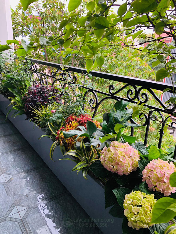 CÁCH TRỒNG CÂY HOA GIẤY LEO GIÀN CHI TIẾT ĐẠT CHUẨN CHUYÊN GIA BỀN ĐẸP