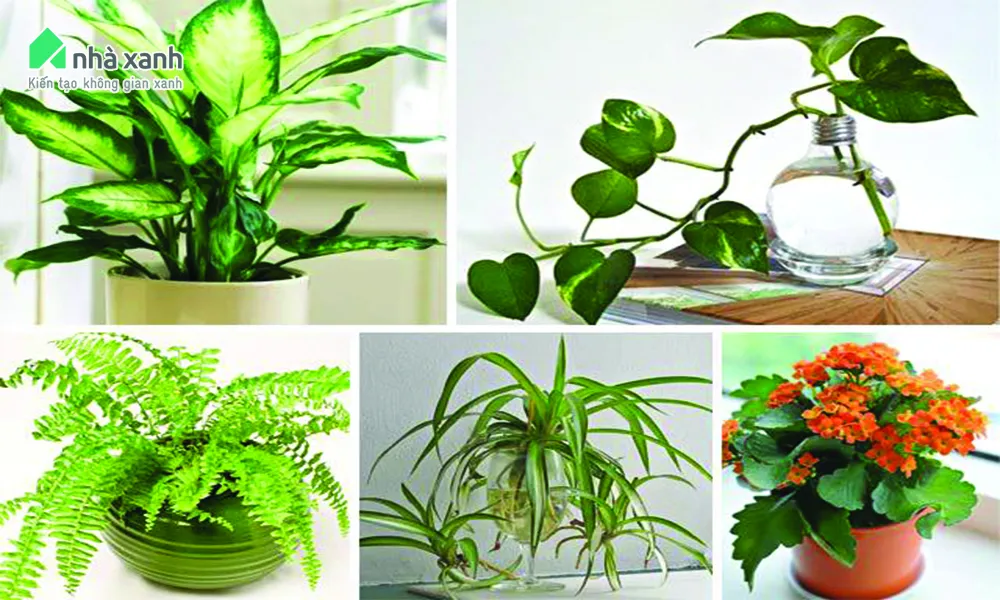 Chọn cây cảnh trong nhà phù hợp với môi trường sống