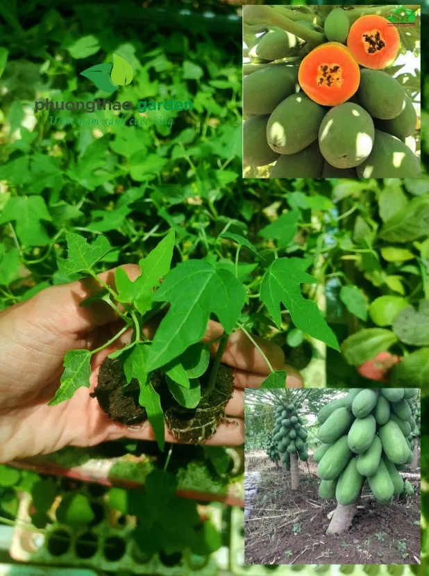 Chọn cây giống đu đủ lùn ruột đỏ khỏe mạnh để trồng trong chậu