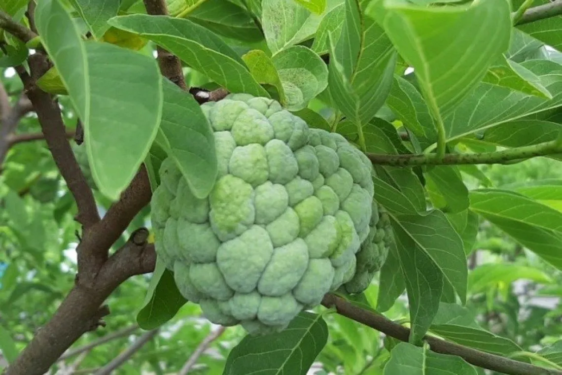 Chọn cây na mẹ đạt chuẩn để lấy mắt ghép, yếu tố quan trọng ảnh hưởng đến chất lượng giống