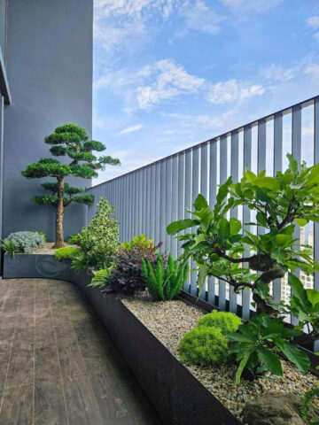 Ban Công Hướng Nam Nên Trồng Cây Gì Chịu Nắng Và Phát Triển Tốt Nhất