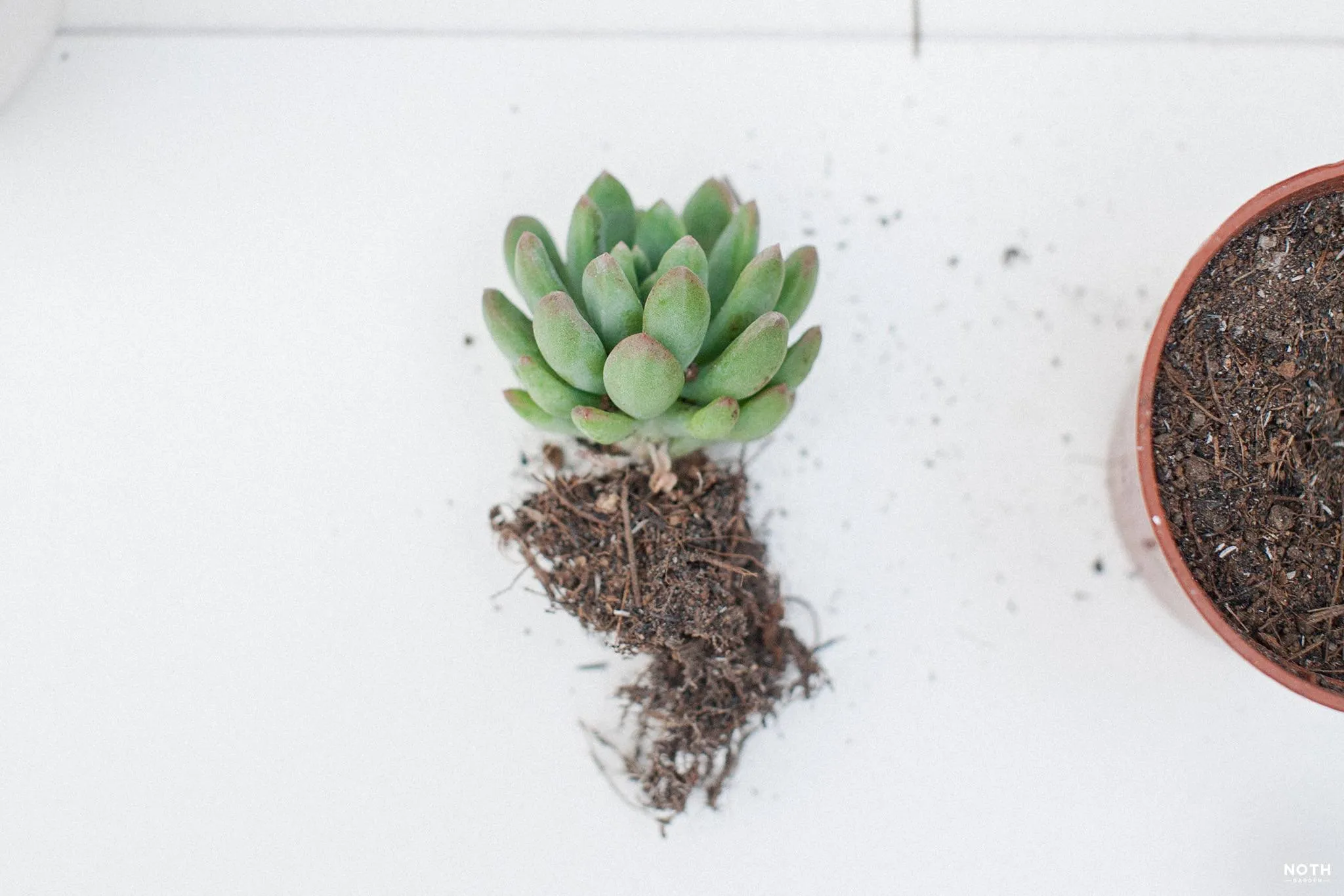 Chọn chậu đất nung có lỗ thoát nước lớn cho cây trồng chậu