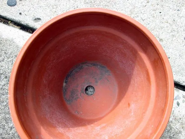 Chọn chậu trồng bơ có đường kính trên 30cm, có lỗ thoát nước đảm bảo tính thoát nước