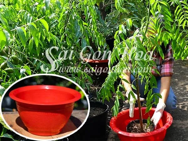 Chọn chậu trồng cây cóc có kích thước phù hợp với bầu rễ