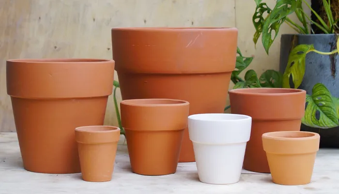 Chọn chậu trồng hoa cánh bướm Pansy