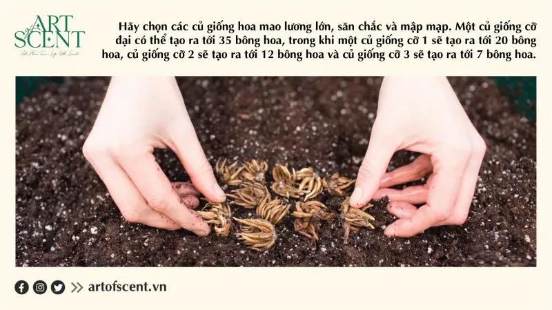 Chọn củ giống hoa mao lương chất lượng cao để đảm bảo năng suất hoa tối đa