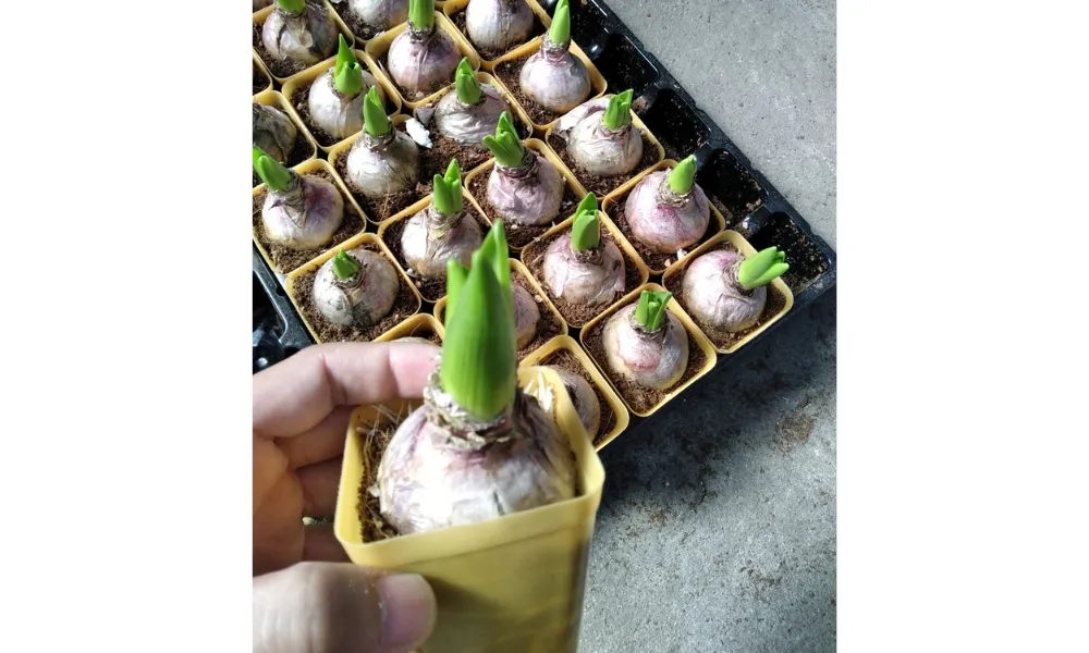 Chọn củ giống hoa tiên ông tròn đều, vỏ bóng sáng, không bị nấm mốc