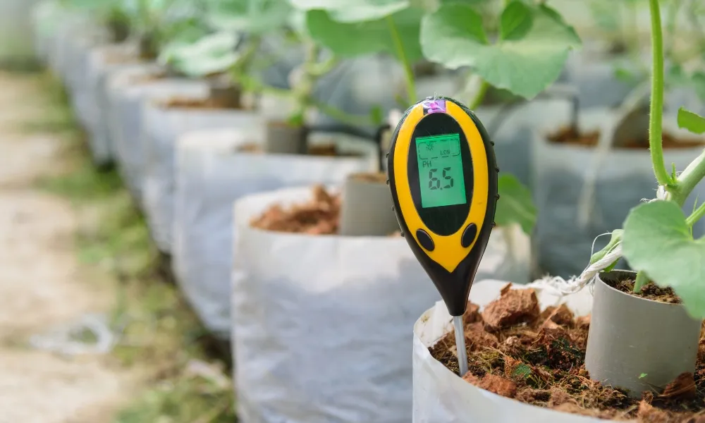 Chọn đất trồng hoa có độ pH từ 5.5 đến 6.5 là tốt nhất