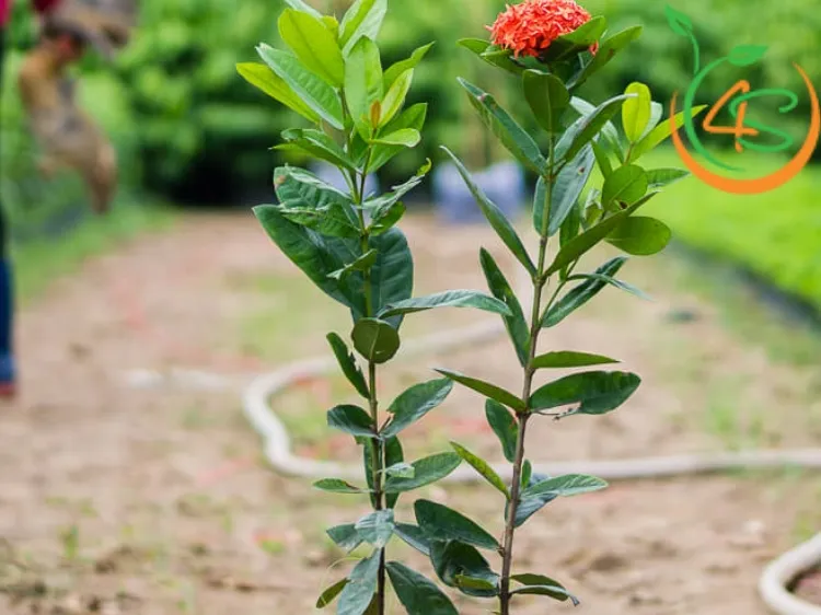 Chọn giống cây bông trang phù hợp là bước quan trọng, nên ưu tiên các giống có khả năng sinh trưởng tốt và kháng bệnh cao để đảm bảo sự phát triển bền vững