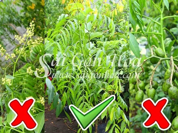 Chọn giống cây cóc khỏe mạnh, lá xanh mướt, chưa ra hoa