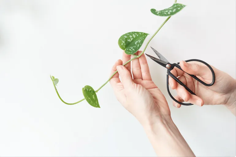 Chọn giống cây Trầu Bà khỏe mạnh và chuẩn bị chậu, đất trồng là bước đầu tiên quan trọng trong kỹ thuật trồng cây