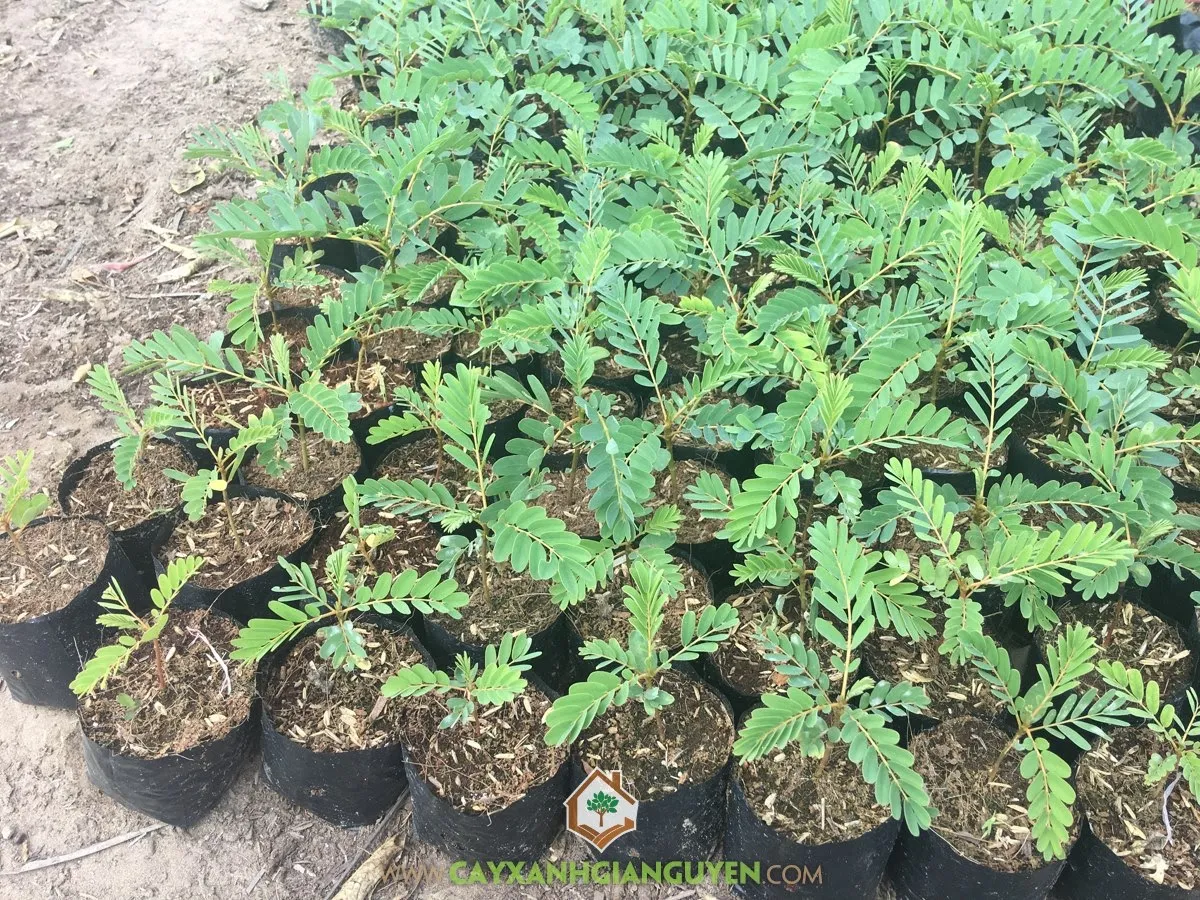 Chọn giống và trồng cây So Đũa, đảm bảo hố trồng có kích thước phù hợp