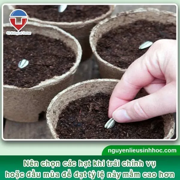 Chọn hạt giống vú sữa khỏe mạnh không bị sâu bệnh gây hại