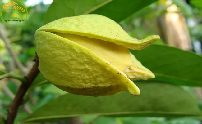 Chọn hoa khoẻ mạnh và thực hiện thụ phấn bổ sung cho mãng cầu xiêm