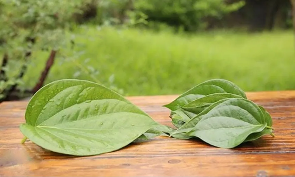 Chọn lá trầu to, không sâu bệnh